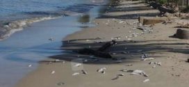 Playa Oasis de PV, entre las Seis, Más Contaminadas del País: COFEPRIS