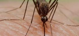 Repunte de Dengue en Jalisco, No Obedece a Negligencia Institucional, sino a Condiciones Ambientales y Territoriales: GM / SSJ