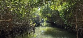 Estero El Salado de PV, Reimpulsará Actividades Recreativas y Conservación de su Biodiversidad: SEMADET